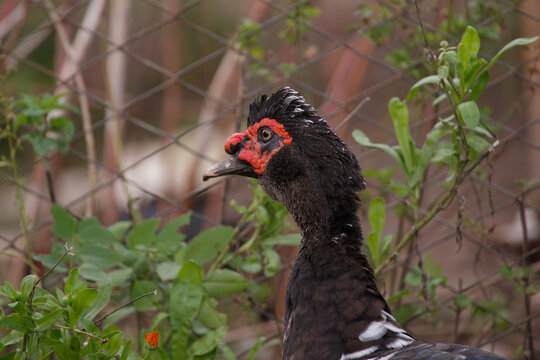 Muscovy duck portrait showing distinctive red caruncles