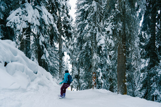 Female snowboarder riding through snowy forest in Georgia, Caucasus. Winter sport, adventure and travel concept with peaceful alpine landscape and pine trees covered with snow