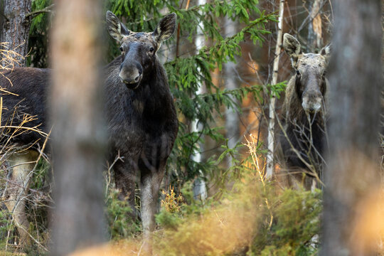 A moose in a pine forest hidden among the trees - alces