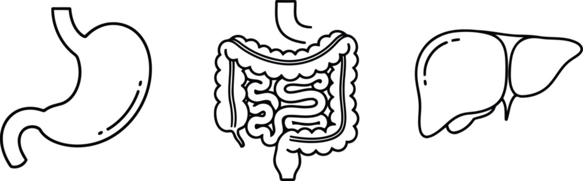 Vector of Human stomach organ small large intestines liver digestive system medical vector illustration
