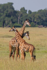 Fototapeta premium Giraffe walking and searching for food on the plains of the Masai Mara National Reserve in Kenya