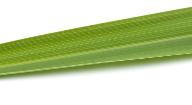 Close-up of a vibrant green leaf isolated against a white background.