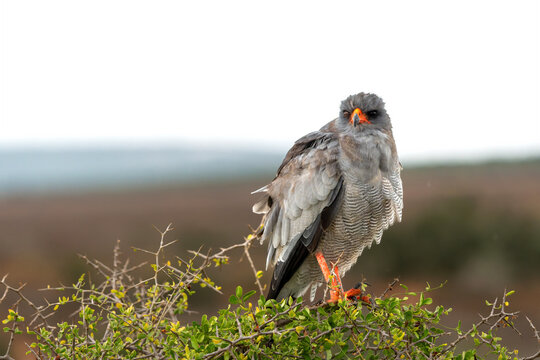 Pale chanting goshawk (Melierax canorus) sitting on a branch in Addo Elephant National Park in South Africa