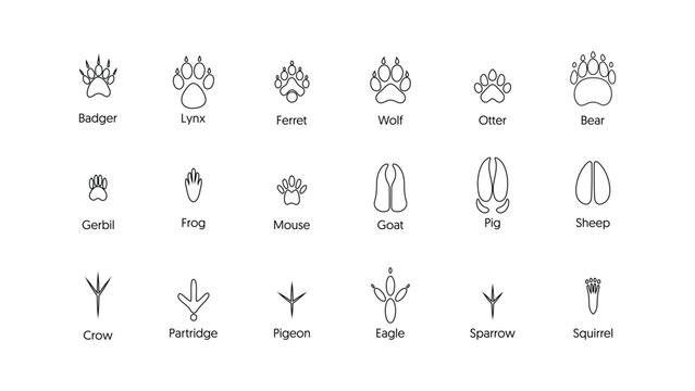 Animal Footprints Tracks Outline Icons Set Wildlife Paw Bird Hoof Stroke Trace Print Collection