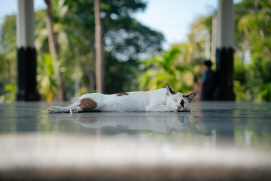 Calico cat sleeping on a reflective floor with bokeh background
