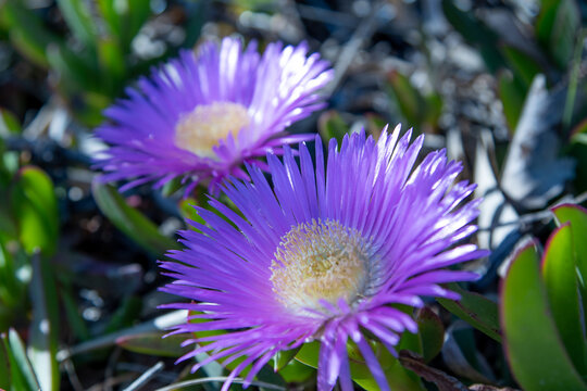 Dos flores de color rosa Carpobrotus edulis, planta rastrera