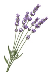 Naklejka premium A bouquet of lavender flowers with green stems isolated on white background