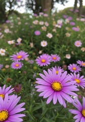 Fototapeta premium Vibrant purple daisies with yellow centers in a lush green garden with blurred background and colorful flowers