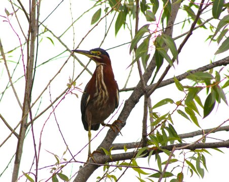 american bittern perched on branch