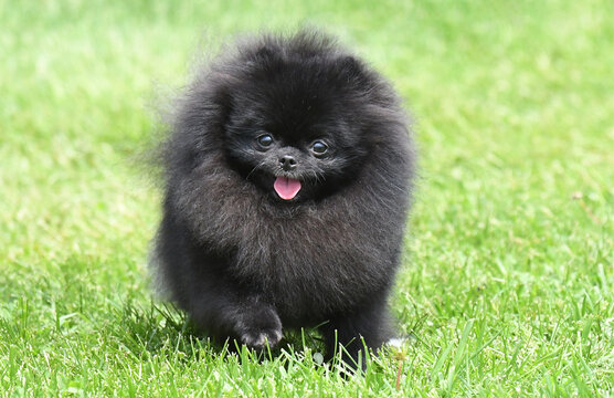 Pomeranian dog running in a field on a sunny summer day