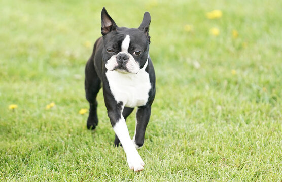 Boston Terrier dog running in a field on a sunny summer day