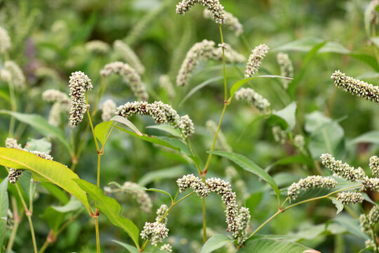 Weeds of Persicaria lapathifolia grow in the field