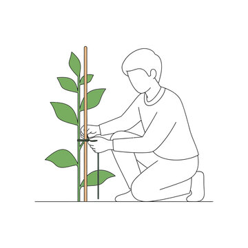 Man tying plant to wooden stake in minimalist line art with green leaves for gardening or horticulture