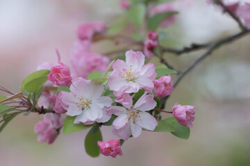 Fototapeta premium Soft Pink Blossom Harmony in Spring, Crabapple blossom