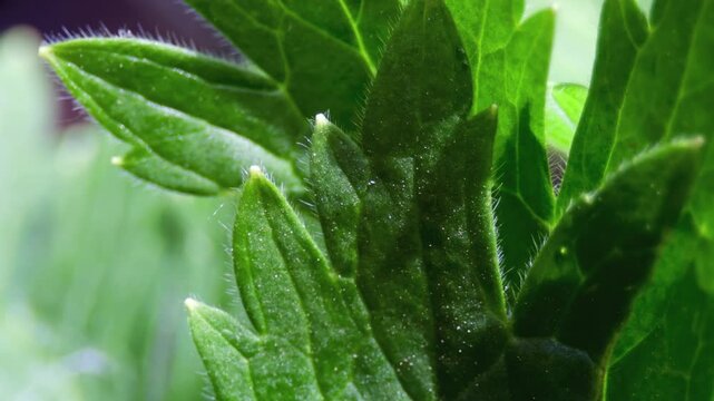 Ant on green leaf UK garden MACRO PRORES