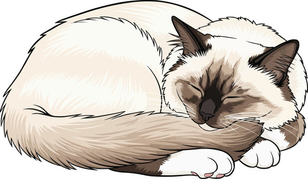 Birman Cat curled up sleeping relaxed vector illustration