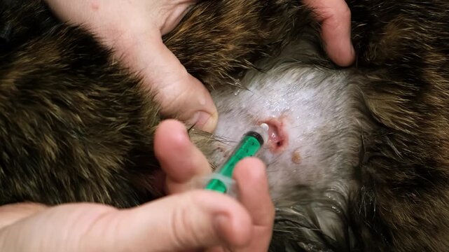 A man washes and disinfects a wound with disinfectant on a cat. A bite laceration on animal's skin after fight. The injured area of body. Pet's owner takes care of his health. High quality 4K footage.