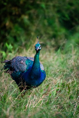 Obraz premium Close up portrait of a majestic Indian Peacock with direct gaze