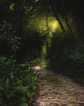 View of a forest path under a canopy of trees with sunlight filtering through the leaves, creating a serene atmosphere, Lata, Temotu Province, Solomon Islands.
