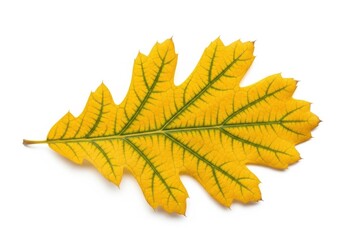 Obraz premium Yellow autumn oak leaf isolated on white background