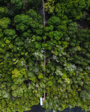 Aerial view of a lush canopy of trees displaying a vibrant mix of greens and yellows, creating a dense, textured landscape, Gizo, Western Province, Solomon Islands.