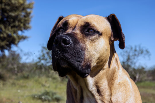 hund alano espa&ntilde;ol