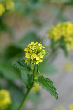 Wild Mustard yellow flowers - Latin name - Sinapis arvensis