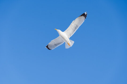 Seagull flying in clear blue sky, near the coast