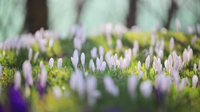 Close up of white crocus flowers in spring grass, natural beauty and calm scene in 4K