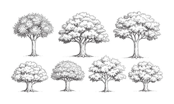 Collection of seven hand drawn deciduous trees in style nature foliage branches trunk