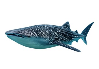 Fototapeta premium Whale shark swimming isolated on white background