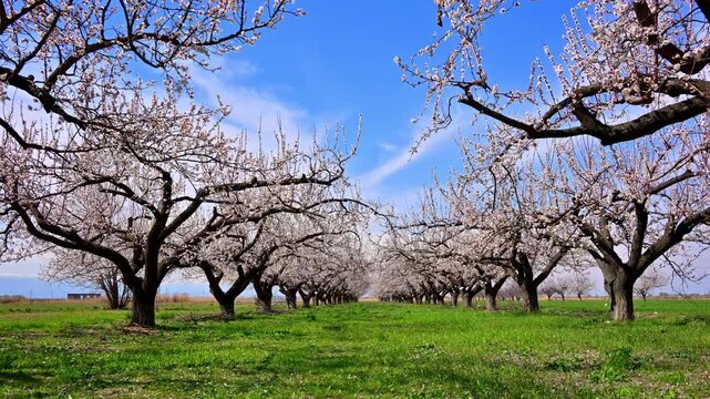 Rows of blossoming apricot trees stretch across a vibrant green field under a clear blue sky. Pink-white flowers cover branches in full spring bloom, creating a serene, picturesque scene