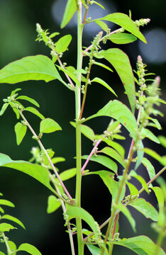 In nature, as a weed grows multi-seeded goosefoot (Lipandra polysperma)