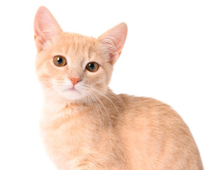 Adorable ginger cat on white background. Cute animal © New Africa
