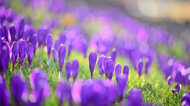 Purple spring flowers blooming in sunny forest glade, relaxing nature