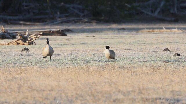 Canada geese (Branta canadensis) forage and preen on the frost-edged shore of McCoy Flat Reservoir, Lassen County, California &mdash; slow-motion wildlife footage.