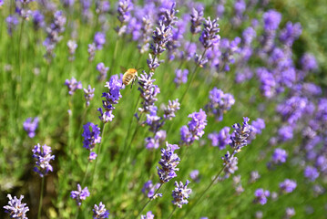 Obraz premium Bee flying in lavender field close to blooming plant