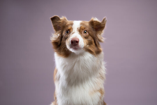 The dog sits upright and looks at the viewer. Its calm demeanor fills the frame.