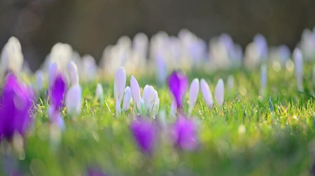 Blooming white crocuses in spring forest, natural light, serene and calming 4K slow motion