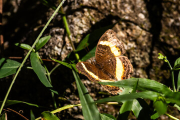 Obraz premium Soldier Pansy butterfly, Junonia terea, with its wings spred showing the brown and yellow wing pattern in the undergrowth of the forrests of the Phophonyane nature conservancy in Estwatini.