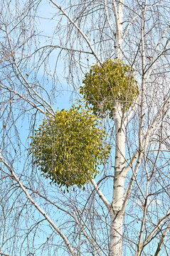 Spherical green branches of birch.