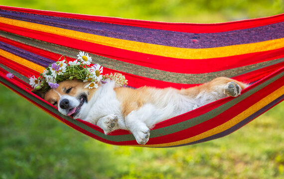 A cute corgi wearing a flower crown lies relaxed in a hammock in the garden on a warm, sunny summer day