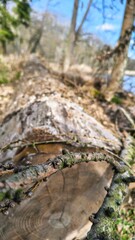 Pień drzewa w słoneczny dzień  © WalDec