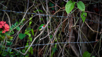San Pedrito most rare Bird from Puerto Rico © Jorge