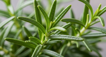 Fototapeta premium A close-up view of a rosemary plant with green leaves and a blurred background