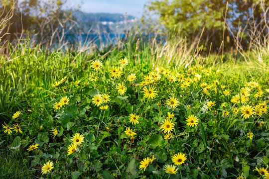 Blooming yellow wildflowers covering green field near tambre river at sprint time