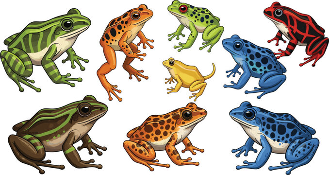 Frog Species Collection Vector Illustration Set Featuring Colorful Amphibians with Different Patterns Including Poison Dart Frogs and Tropical Wildlife Designs