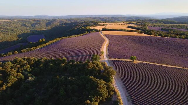 Aerial view of lavender field in Provence at sunset. Summer on the Valensole Plateau, Verdon Regional Natural Park, Alpes-de-Haute-Provence (Alps), France
