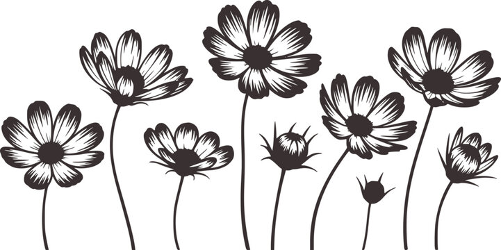 Dark Gray Outline Cosmos Flowers and Buds White Background Isolated floral nature