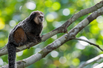 Fototapeta premium A Wied's Black-tufted ear Marmoset (Callithrix kuhlii) with cute black tuffed ears sits on a branch and looks away in Brazil, South-America.